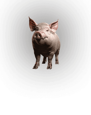 BOAR sub