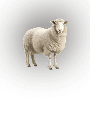 EWE sub