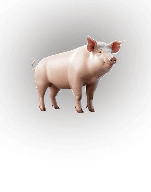 SOW sub